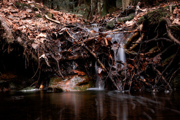 Forest stream. Forest river. Dark forest.