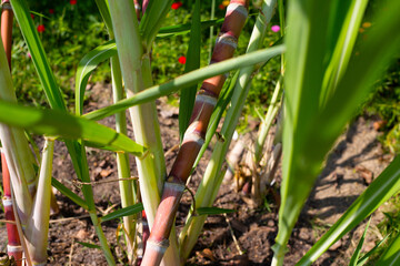 Obraz premium Sugar cane plant in the garden