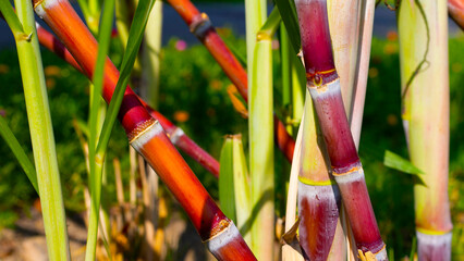 Sugar cane plant in the garden