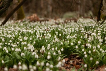 Fototapeta premium First spring white flowers in a forest