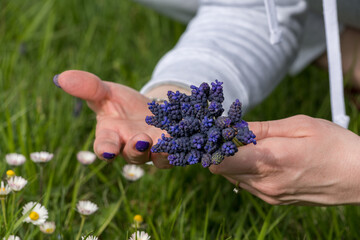 Detail of a female hand with purple nails while picking Muscari botryoides in a meadow. Bulbous...
