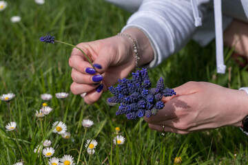 Detail of a female hand with purple nails while picking Muscari botryoides in a meadow. Bulbous...