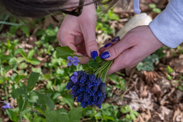 Detail of a female hand with purple nails while picking Muscari botryoides in a meadow. Bulbous herbaceous plant with a panicle composed of small flowers, usually blue or purple.