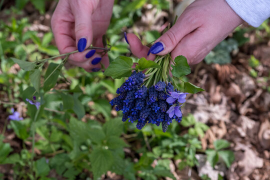 Detail of a female hand with purple nails while picking Muscari botryoides in a meadow. Bulbous herbaceous plant with a panicle composed of small flowers, usually blue or purple.
