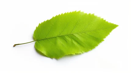 Fotobehang A single green birch leaf lies on a white surface. © ProPhotos