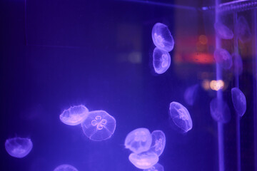 translucent transparent jellyfish in violet purple blue light flowing in aquarium tank water