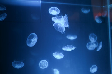 translucent transparent jellyfish in violet purple blue light flowing in aquarium tank  water