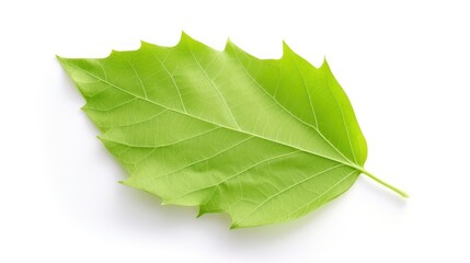 One green poplar leaf is displayed on a white background. - obrazy, fototapety, plakaty