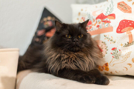 A fluffy black cat relaxes among decorative pillows, its lustrous fur and piercing eyes captivating the viewer in a serene home setting