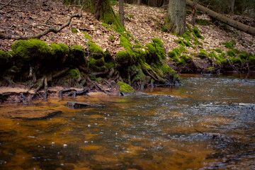 Forest stream. Forest river. Dark forest.