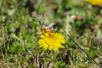 Honey Bee Pollinating Dandelion