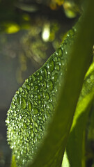 Hoja con sereno de la mañana 