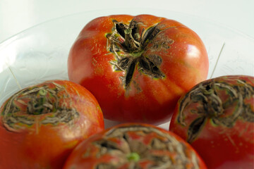 organically grown red tomatoes