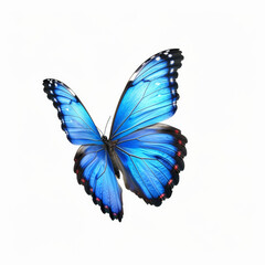 Blue Butterfly Isolated On White, Blue Morph Flapping Its Blue And Black Wings, Motion