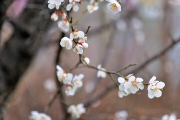 봄, 나무, flower, 블로섬, 버찌, 네이처, 가지, 분홍, 개화, flower, 식물, 개화, 백, 사쿠라, 미, 계절, 뜰, 닛폰, 꽃이 만발한, 식물, 벚나무, sky, 일본어, 성장