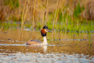 Great crested grebe. Beautiful water bird.