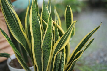 close up of Dracaena trifasciata or Snake plant, also called mother-in-law's tongue hardy...