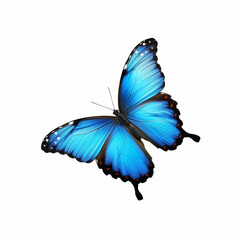 Blue Morpho Butterfly Flying On A White Background, Blue and Black Wings, Macro Photo