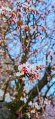 cherry blossom