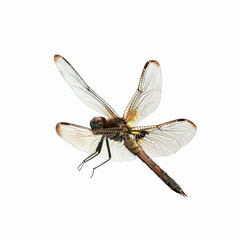Dragonfly Flying On A White Background, Translucent Wings, Macro, Motion - obrazy, fototapety, plakaty