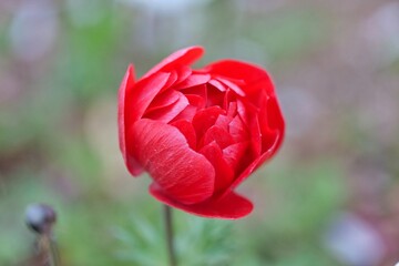 flower, 튤립, red, 로즈, 봄, 네이처, flower, 뜰, 분홍, 개화, 튤립, 미, 식물, 블로섬, 식물, beautiful, 꽃잎, love, 꽃, 근접, 변색, 여름, 나뭇잎, 매크로