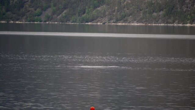 Porpoises, small dolphin like wales, swimming in the Sognefjord in Norway, along the coast of the atlantic ocean.