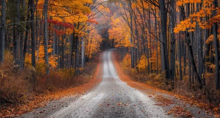 Foto op Aluminium Remote rural road flanked by towering trees in full autumn splendor, leading into the heart of the forest's seasonal beauty. © radekcho