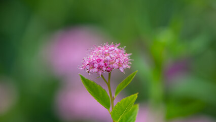 Spiraea Japonica pink on blurred green background. - 770029123