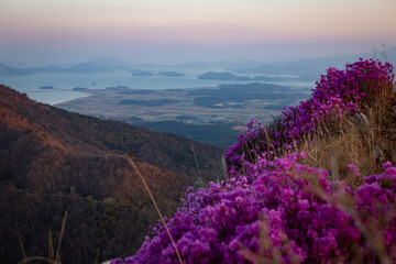 spring of South Korea