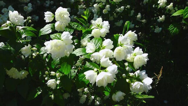 White flowers garden jasmine, mock orange in the botanical garden