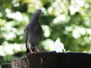 Obraz premium Paloma joven refrescándose en una fuente