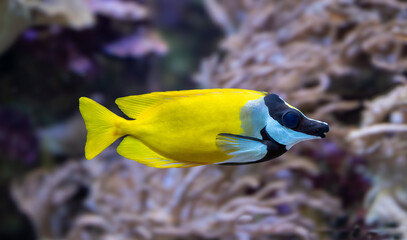 The foxface rabbitfish (Siganus vulpinus) a species of fish found at reefs and lagoons in the tropical Western Pacific © karlo54