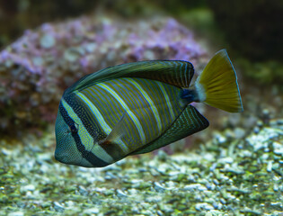 Desjardin´s Sailfin Tang .  Zebrasoma desjardinii is found in the Indian Ocean © karlo54