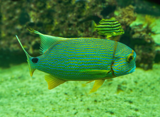 Blue-lined seabream or sailfin snapper (Symphorichthys spilurus) is a marine fish native to coral reefs of Indo-Pacific Ocean. © karlo54