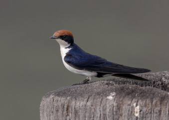 Perched Wire tailed Swallow on green background