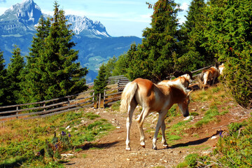 Free horses in nature.