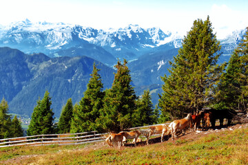 Free horses in nature.