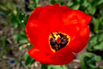 Obraz premium 豊平公園に咲くチューリップ（北海道札幌市豊平区）