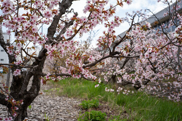 寒地土木研究所の桜（北海道札幌市豊平区）