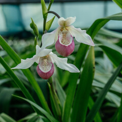 Pink and White Paphiopedilum Orchid Duo