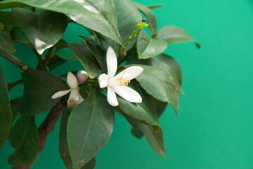 Blossom of lemon tree, 
