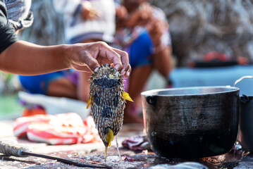 Close up of hand holding a puffer fish prepare for gutting