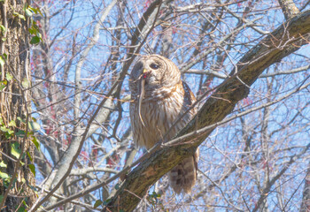 Barred Owl Eating Lizard