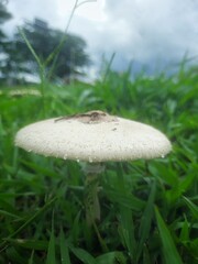 Mushroom in the garden