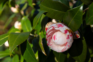 Japanese camellia flowers - 770038367