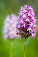 Anacamptis pyramidalis . Pyramidal orchid, Nurra, Sassari, Satdinia, Italy