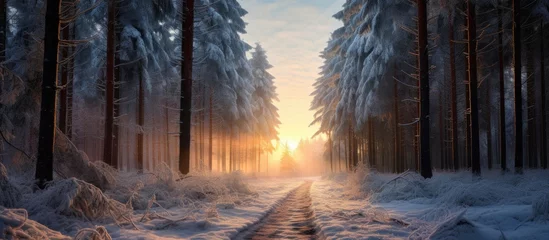 Foto op Canvas The sunlight filters through the snowy forest trees, creating a breathtaking atmosphere in the natural landscape with freezing temperatures © pngking