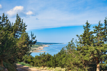 Dirt road through coniferous forest along the north coast of Akamas Peninsula, Paphos district, Cyprus.