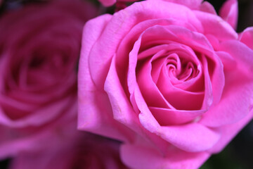 Pink rose in a bridal bouquet on a black background.