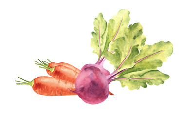 Vegetable composition for juice. Carrot and beet root. Hand drawn botanical watercolor illustration...